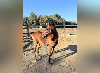 Arabian horses, Gelding, 3 years, 13,1 hh, Brown