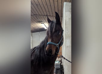 Arabian horses, Gelding, 3 years, 14,2 hh, Brown