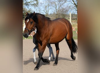 Arabian horses Mix, Gelding, 3 years, 14.2 hh, Brown