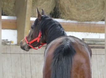 Arabian horses, Gelding, 3 years, 14.2 hh, Brown