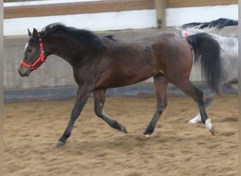 Arabian horses, Gelding, 3 years, 14.2 hh, Brown