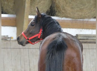 Arabian horses, Gelding, 3 years, 14.2 hh, Brown