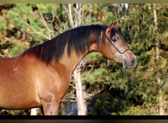 Arabian horses, Gelding, 3 years, 14.2 hh, Brown-Light