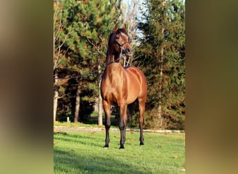 Arabian horses, Gelding, 3 years, 14.2 hh, Brown-Light