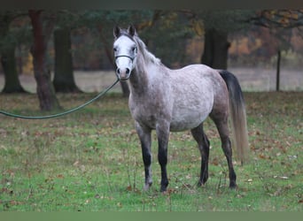 Arabian horses, Gelding, 3 years, 14.2 hh, Gray-Blue-Tan
