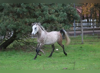 Arabian horses, Gelding, 3 years, 14.2 hh, Gray-Blue-Tan