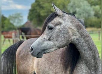 Arabian horses, Gelding, 3 years, 14.2 hh, Gray