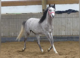 Arabian horses, Gelding, 3 years, 14.2 hh, Gray