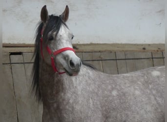 Arabian horses, Gelding, 3 years, 14.2 hh, Gray