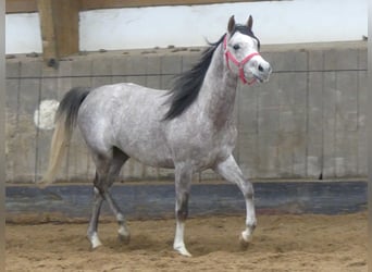 Arabian horses, Gelding, 3 years, 14.2 hh, Gray