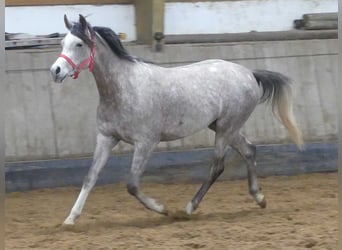 Arabian horses, Gelding, 3 years, 14.2 hh, Gray