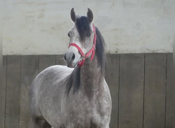 Arabian horses, Gelding, 3 years, 14.2 hh, Gray
