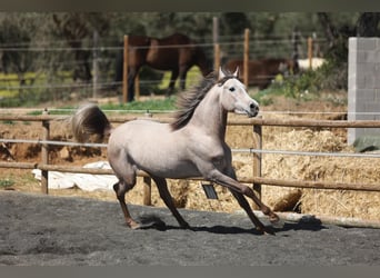 Arabian horses, Gelding, 3 years, 14.2 hh, Gray-Red-Tan