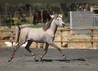 Arabian horses, Gelding, 3 years, 14.2 hh, Gray-Red-Tan