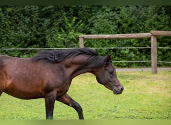 Arabian horses, Gelding, 3 years, 14.3 hh, Black