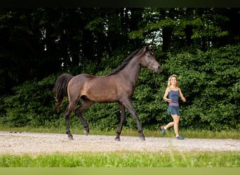 Arabian horses, Gelding, 3 years, 14.3 hh, Black