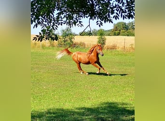 Arabian horses, Gelding, 3 years, 14.3 hh, Chestnut-Red