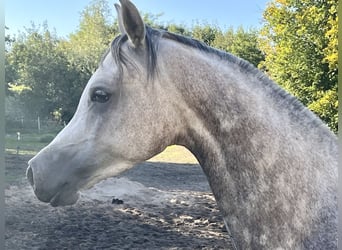 Arabian horses, Gelding, 3 years, 14.3 hh, Gray-Dapple