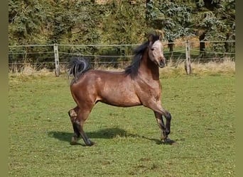 Arabian horses, Gelding, 3 years, 14.3 hh, Gray