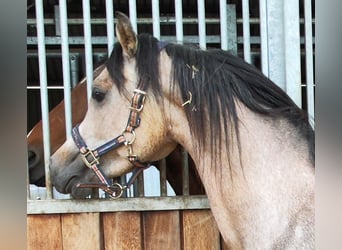 Arabian horses, Gelding, 3 years, 14.3 hh, Gray