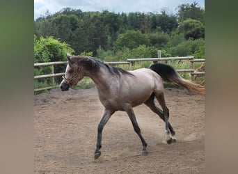 Arabian horses, Gelding, 3 years, 14.3 hh, Gray