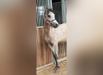 Arabian horses, Gelding, 3 years, 14.3 hh, Gray