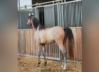 Arabian horses, Gelding, 3 years, 14.3 hh, Gray