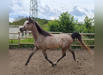 Arabian horses, Gelding, 3 years, 14.3 hh, Gray