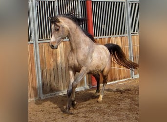 Arabian horses, Gelding, 3 years, 14.3 hh, Gray