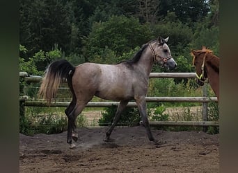 Arabian horses, Gelding, 3 years, 14.3 hh, Gray