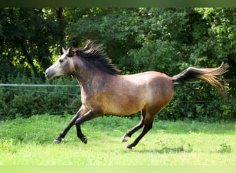 Arabian horses, Gelding, 3 years, 14.3 hh, Grey