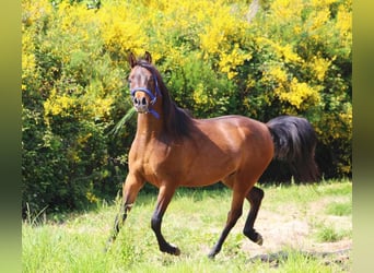 Arabian horses, Gelding, 3 years, 14.3 hh, Smoky-Black
