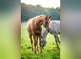 Arabian horses, Gelding, 3 years, 14,1 hh, Chestnut-Red