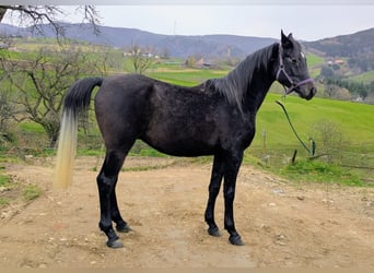 Arabian horses, Gelding, 3 years, 14,2 hh, Grey