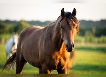 Arabian horses, Gelding, 3 years, 14,3 hh, Brown