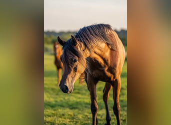 Arabian horses, Gelding, 3 years, 14,3 hh, Brown