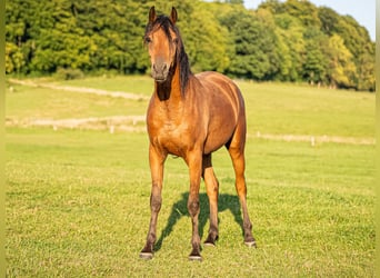 Arabian horses, Gelding, 3 years, 14,3 hh, Brown