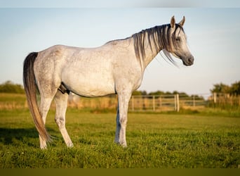 Arabian horses, Gelding, 3 years, 14,3 hh, Grey
