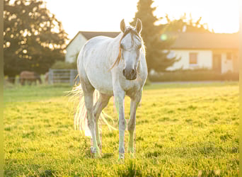 Arabian horses, Gelding, 3 years, 14,3 hh, Grey