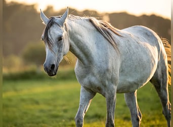 Arabian horses, Gelding, 3 years, 14,3 hh, Grey