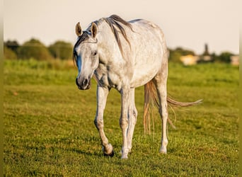 Arabian horses, Gelding, 3 years, 14,3 hh, Grey