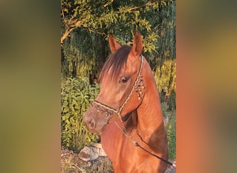 Arabian horses, Gelding, 3 years, 15.1 hh, Brown