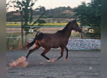 Arabian horses, Gelding, 3 years, 15.1 hh, Brown
