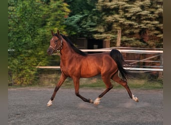 Arabian horses, Gelding, 3 years, 15.1 hh, Brown