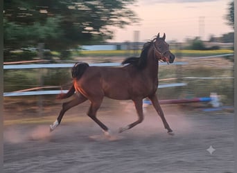 Arabian horses, Gelding, 3 years, 15.1 hh, Brown