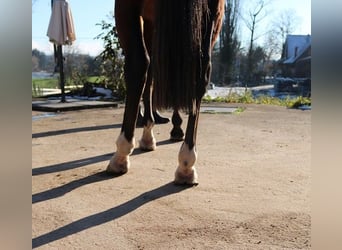 Arabian horses, Gelding, 3 years, 15.1 hh, Brown