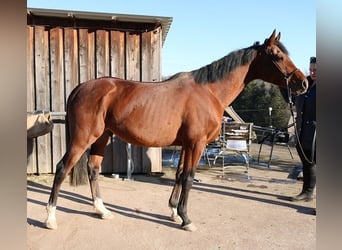 Arabian horses, Gelding, 3 years, 15.1 hh, Brown