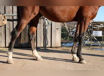 Arabian horses, Gelding, 3 years, 15.1 hh, Brown