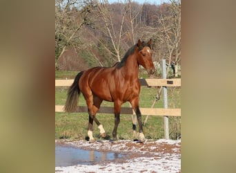 Arabian horses, Gelding, 3 years, 15.1 hh, Brown