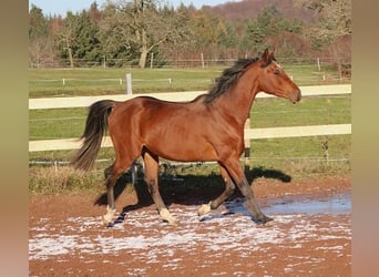 Arabian horses, Gelding, 3 years, 15.1 hh, Brown